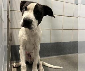 American Staffordshire Terrier Dogs for adoption in San Antonio, TX, USA