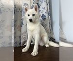 Small Photo #39 Alaskan Klee Kai Puppy For Sale in DURHAM, CT, USA