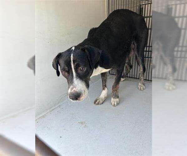 Medium Photo #1 Labrador Retriever-Unknown Mix Puppy For Sale in Houston, TX, USA