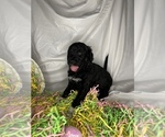 Small Photo #11 Goldendoodle Puppy For Sale in VERO BEACH, FL, USA