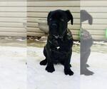 Small Photo #5 Cane Corso Puppy For Sale in BOARDMAN, OH, USA
