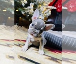 Puppy Diesel French Bulldog