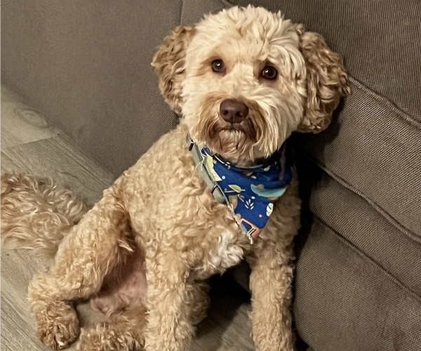 Medium Photo #1 Australian Labradoodle Puppy For Sale in NAPLES, FL, USA