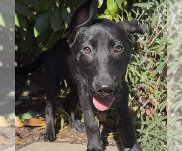 Medium Photo #4 Mutt Puppy For Sale in San Diego, CA, USA