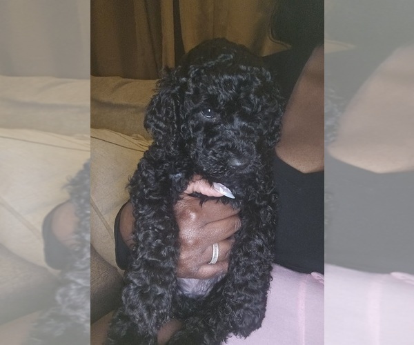 Medium Photo #4 Poodle (Standard) Puppy For Sale in MILWAUKEE, WI, USA