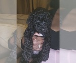 Small #3 Poodle (Standard)