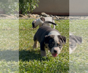 American Bully Puppy for sale in BAKERSFIELD, CA, USA