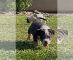 Image preview for Ad Listing. Nickname: Litter of 4
