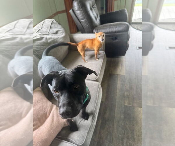 Medium Photo #2 Labrador Retriever-Unknown Mix Puppy For Sale in FRAMINGHAM, MA, USA