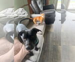 Small #1 Labrador Retriever Mix