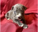 Small #9 Cane Corso