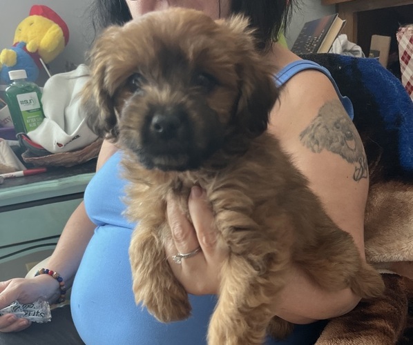 Medium Photo #3 Pomapoo (Toy) Puppy For Sale in GLENWOOD CITY, WI, USA