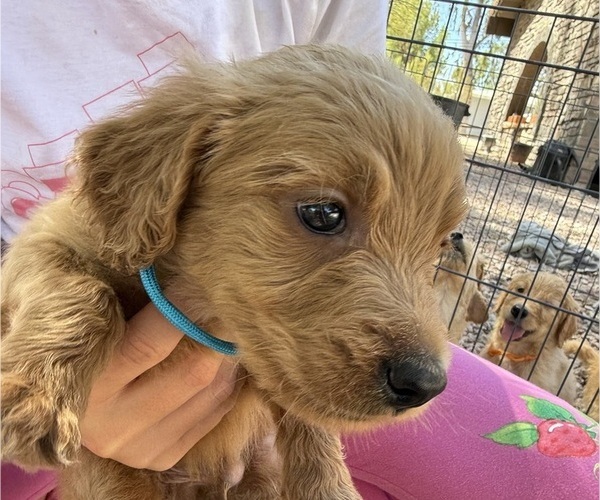 Medium Photo #1 Goldendoodle Puppy For Sale in PHOENIX, AZ, USA