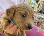 Puppy King JoeyJoy Goldendoodle