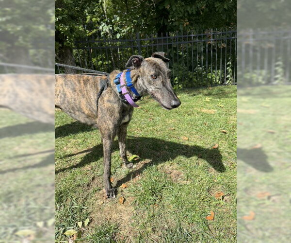 Medium Photo #4 Greyhound Puppy For Sale in Cherry Hill, NJ, USA