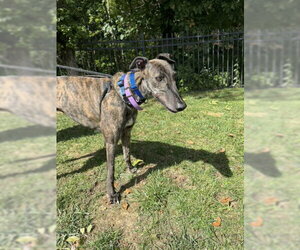 Gus - Male Greyhound Dog for Adoption - Photo #4