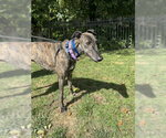 Small Photo #4 Greyhound Puppy For Sale in Cherry Hill, NJ, USA
