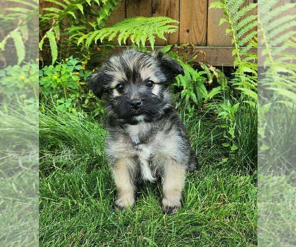Medium Photo #1 Shorkie Tzu Puppy For Sale in MANKATO, MN, USA