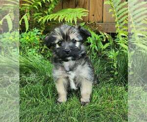 Shorkie Tzu Puppy for sale in MANKATO, MN, USA
