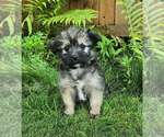 Small Shorkie Tzu