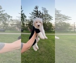 Small Photo #1 Old English Sheepdog Puppy For Sale in HAYFIELD, MN, USA