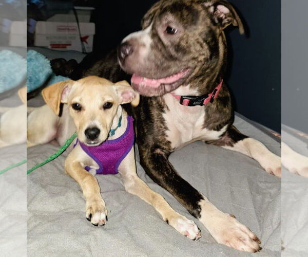 Medium Photo #18 Jack Chi Puppy For Sale in Princeton, MN, USA