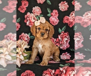 Cocker Spaniel Puppy for sale in NEW HOLLAND, PA, USA