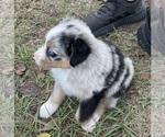 Small #2 Miniature Australian Shepherd