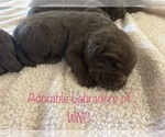 Small Photo #9 Labrador Retriever Puppy For Sale in SYLVA, NC, USA