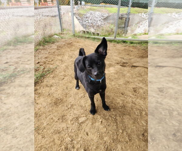 Medium Photo #2 Mutt Puppy For Sale in Evansville, IN, USA