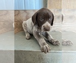 Small Photo #1 German Shorthaired Pointer Puppy For Sale in WARSAW, NC, USA