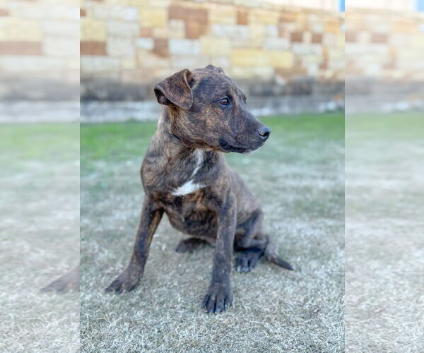 Medium Photo #3 Mutt Puppy For Sale in PIPE CREEK, TX, USA