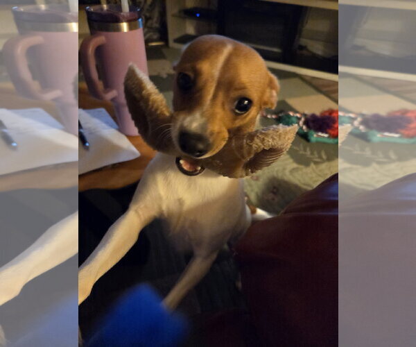 Medium Photo #10 Rat Terrier-Unknown Mix Puppy For Sale in Westminster, MD, USA