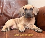 Small Photo #32 Cane Corso Puppy For Sale in LA PLATA, MD, USA