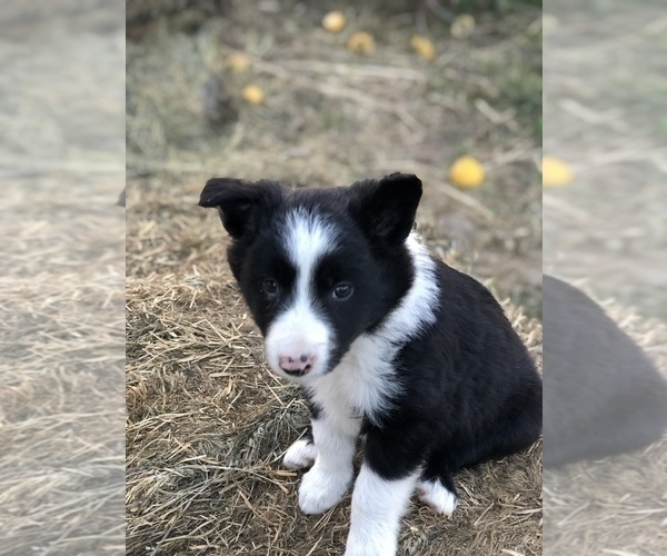 Medium Photo #3 Border Collie Puppy For Sale in MERCED, CA, USA