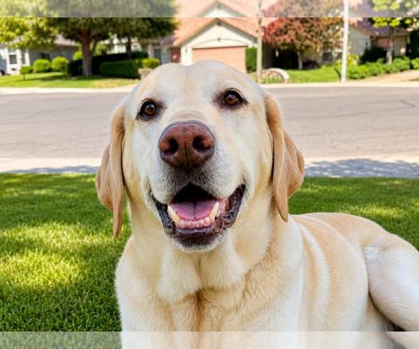 Medium Photo #1 Labrador Retriever Puppy For Sale in Clovis, CA, USA