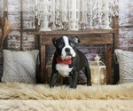 Small Photo #4 Boston Terrier Puppy For Sale in WARSAW, IN, USA