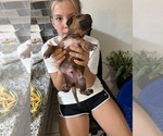 Small #3 Rhodesian Ridgeback