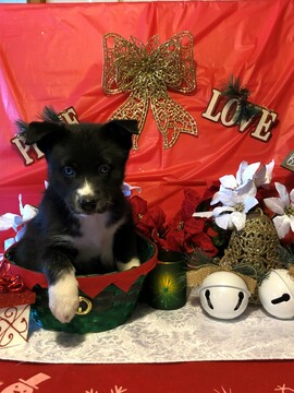 Medium Photo #1 Pomsky Puppy For Sale in MIDDLETOWN, OH, USA