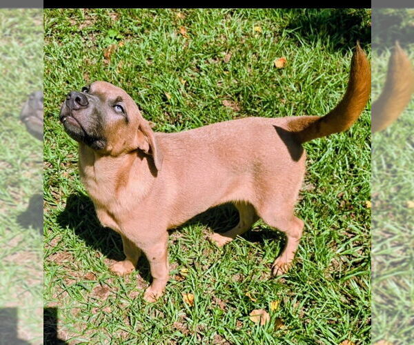 Medium Photo #2 Labrador Retriever-Unknown Mix Puppy For Sale in Canton, CT, USA