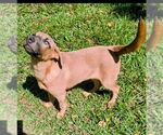 Small #1 Labrador Retriever Mix