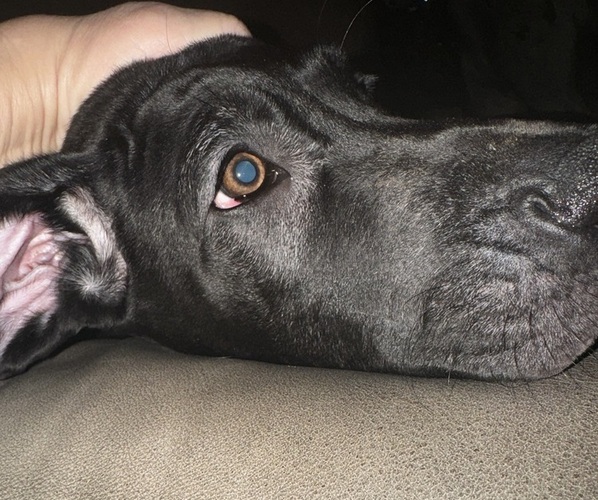 Medium Photo #23 Great Dane Puppy For Sale in ALIQUIPPA, PA, USA