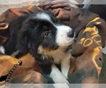 Small Photo #4 Border-Aussie Puppy For Sale in COOS BAY, OR, USA