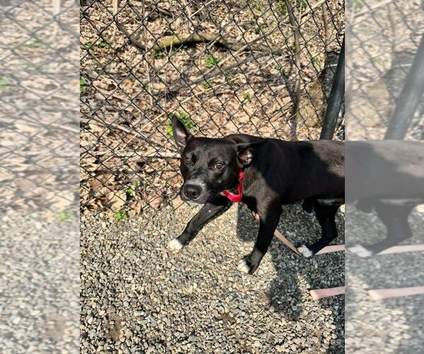 Medium Photo #5 Labrador Retriever-Unknown Mix Puppy For Sale in Elmsford, NY, USA