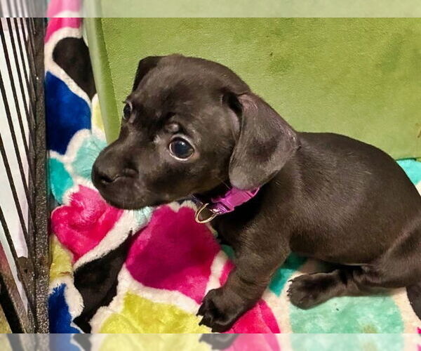 Medium Photo #1 Chiweenie Puppy For Sale in Minneapolis, MN, USA