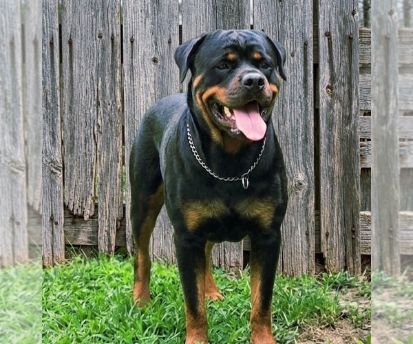 Medium Photo #1 Rottweiler Puppy For Sale in FAIRDALE, KY, USA