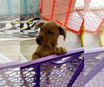 Small #1 Redbone Coonhound Mix