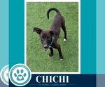 Small #4 Miniature Pinscher