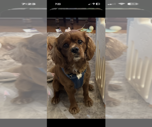 Father of the Cavapoo puppies born on 06/26/2025