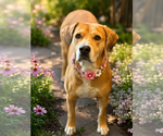 Small #2 Labrador Retriever Mix